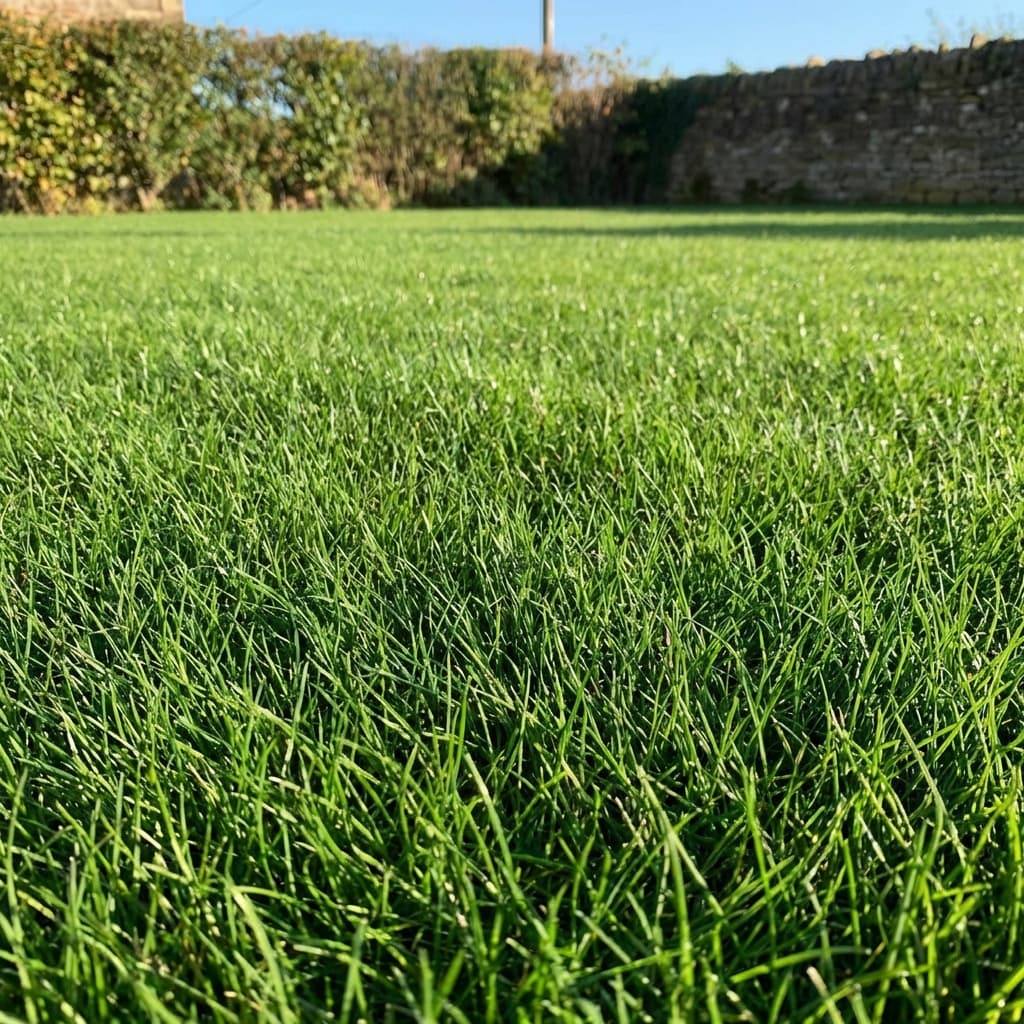 Zoysia vs Bermuda Grass: Which Is Right for Jacksonville?