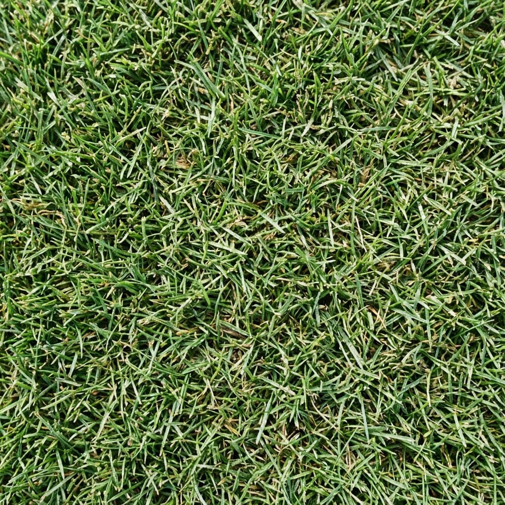 Celebration Bermuda Grass: Jacksonville Homeowner Guide