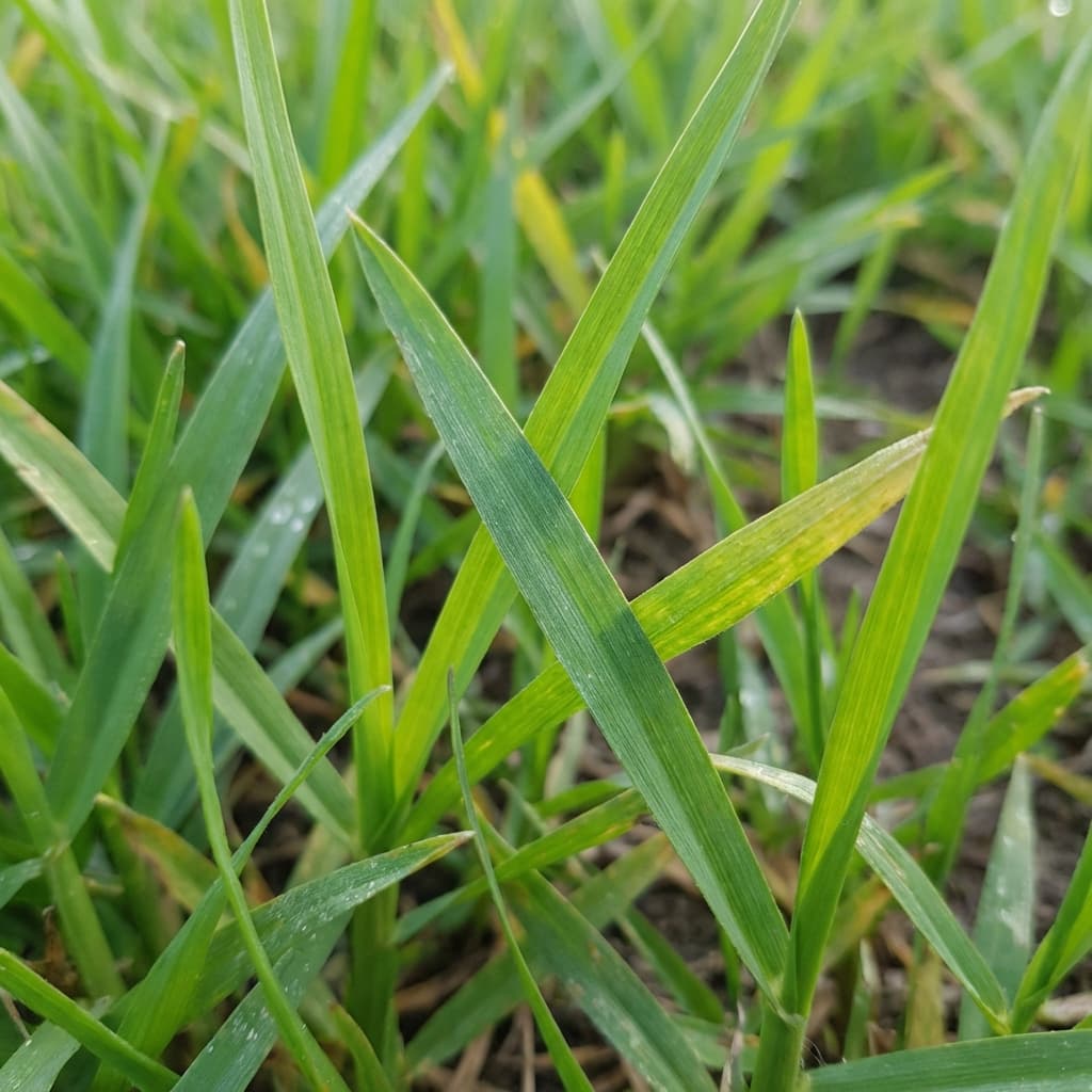 Can You Lay Sod Over Existing Grass in Jacksonville?